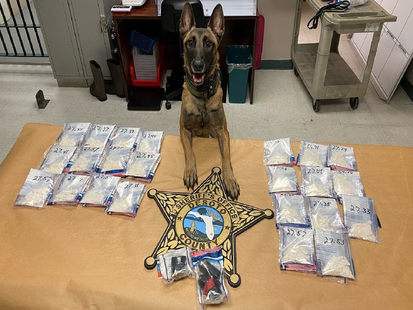 DCSO K9 Liberty with the nearly two pounds of cocaine and heroin discovered in Webster's vehicle. (Photo courtesy DCSO/Lake Okeechobee News)